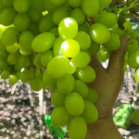 uvas-04