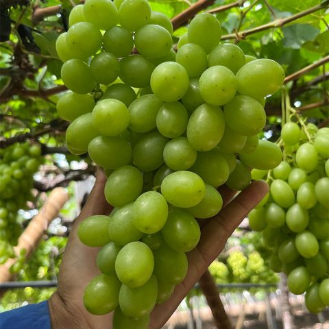 uvas-05