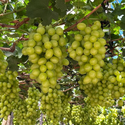 uvas-06