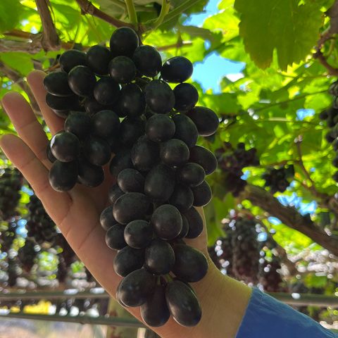 uvas-07
